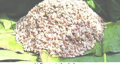 Cocoa beans fermenting in a heap on banana leaves