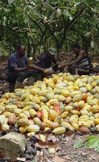 Farmers harvesting fresh cocoa pods, Ghana