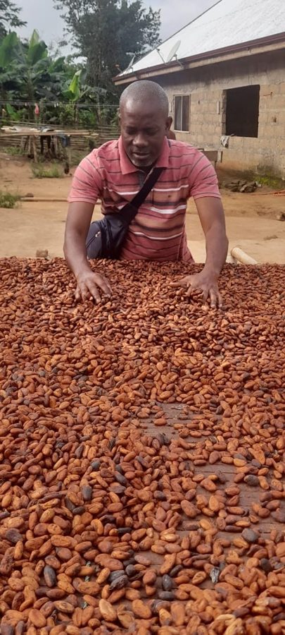Hands inspecting sun-dried raw cacao beans, Ghana