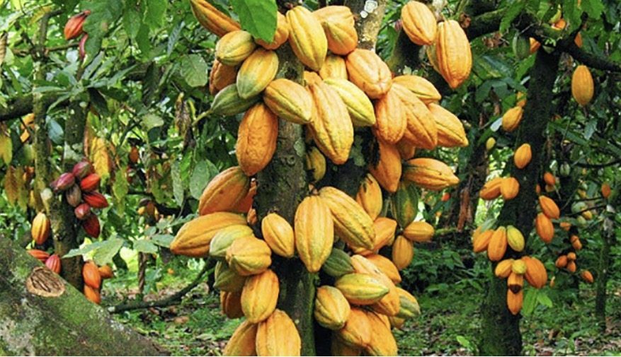 Ripe cocoa pods on tree — Adansi, Ghana